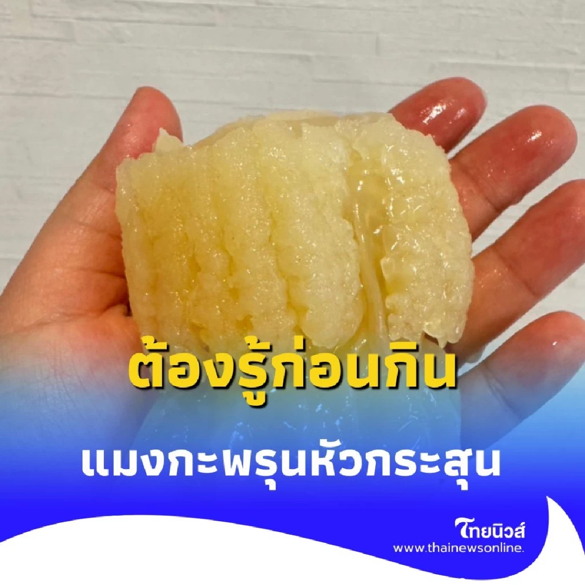 ต้องรู้ก่อนกิน แมงกะพรุนหัวกระสุน อร่อย แต่เค็มจัดและอันตรายกว่าที่คิด