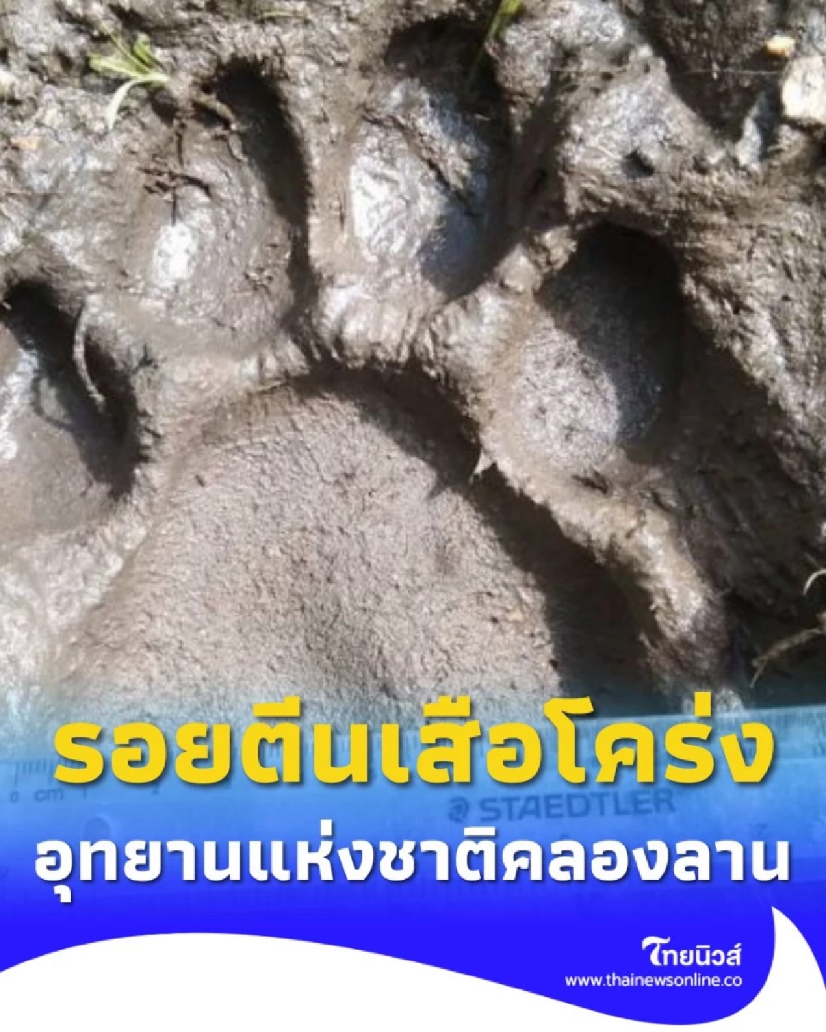 รอยตีนเสือโคร่ง ในอุทยานแห่งชาติคลองลาน เผยขนาด 13–15 ซม.