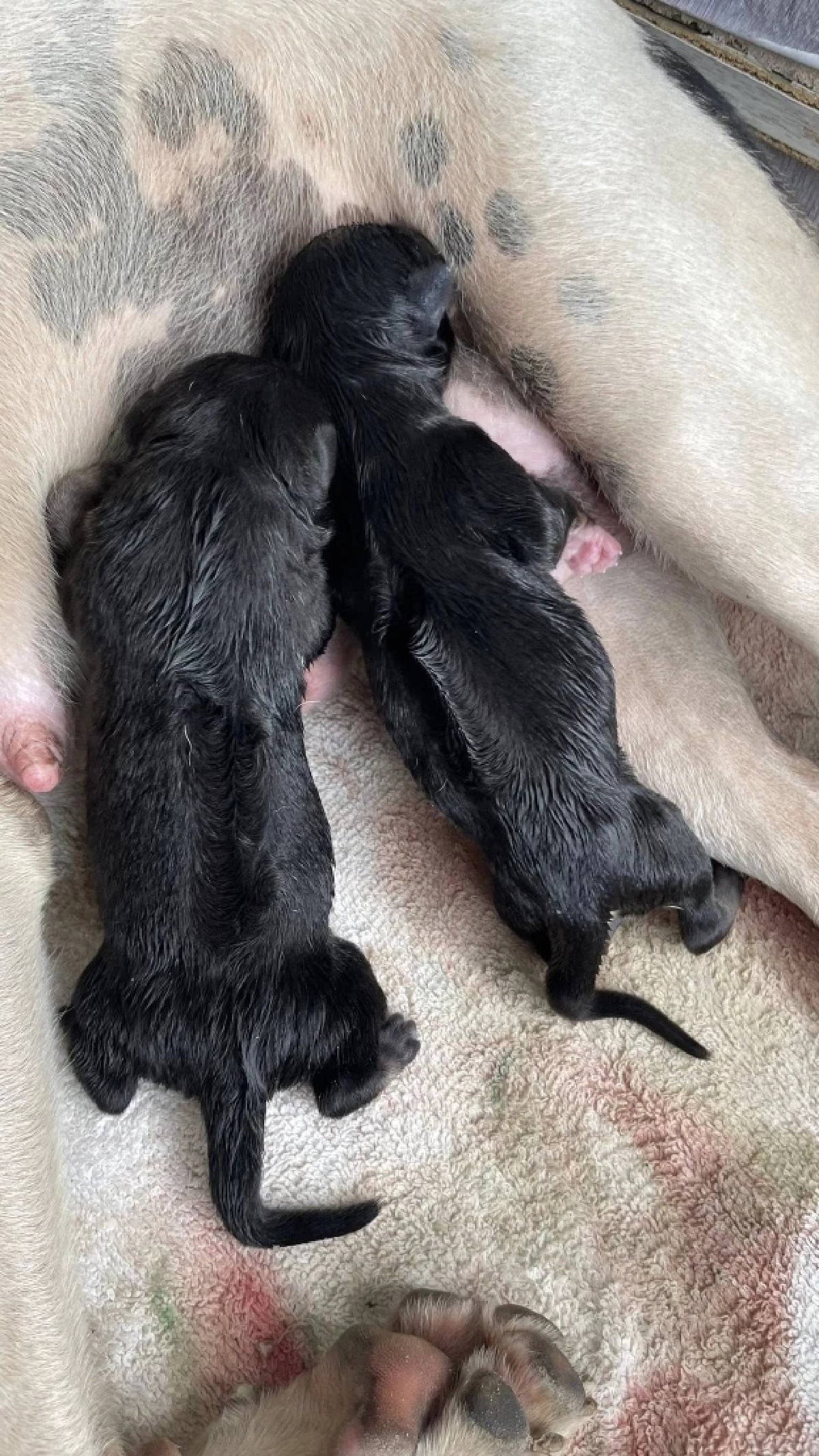 สาวตกใจ เจอสุนัขจรคลอดลูก 6 ตัวหน้าบ้าน ก่อนบอกเลขบ้านไม่กั๊ก