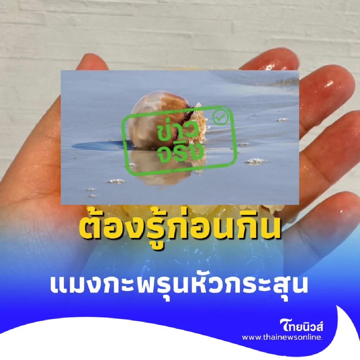 ต้องรู้ก่อนกิน แมงกะพรุนหัวกระสุน อร่อย แต่เค็มจัดและอันตรายกว่าที่คิด