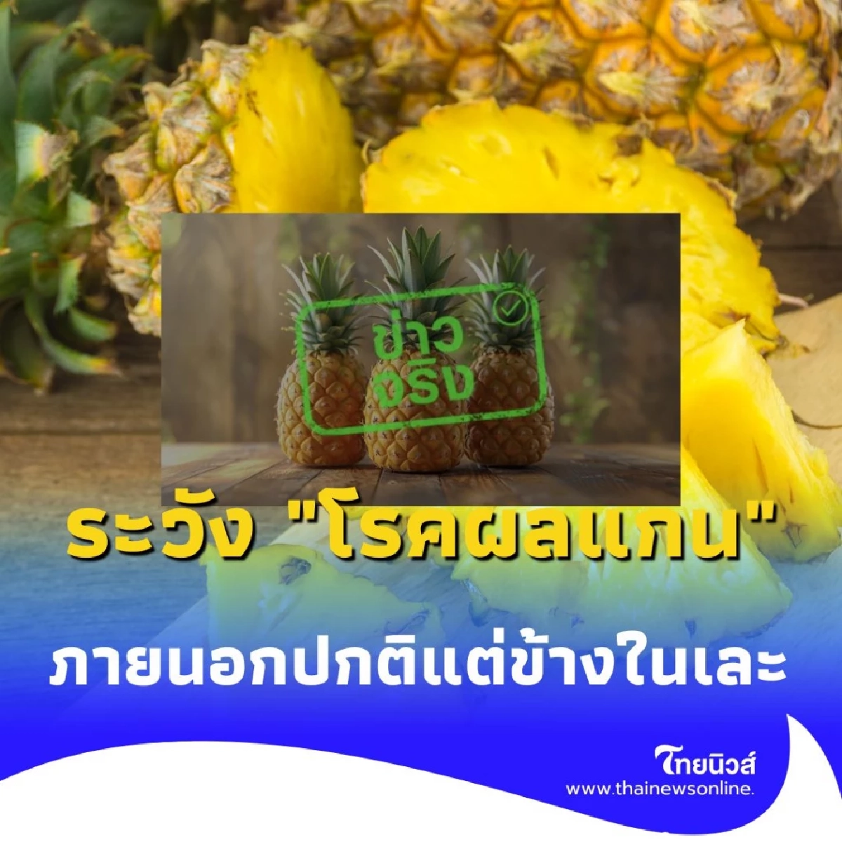 ระวัง โรคผลแกน ในสับปะรด ภายนอกปกติแต่ข้างในเละ