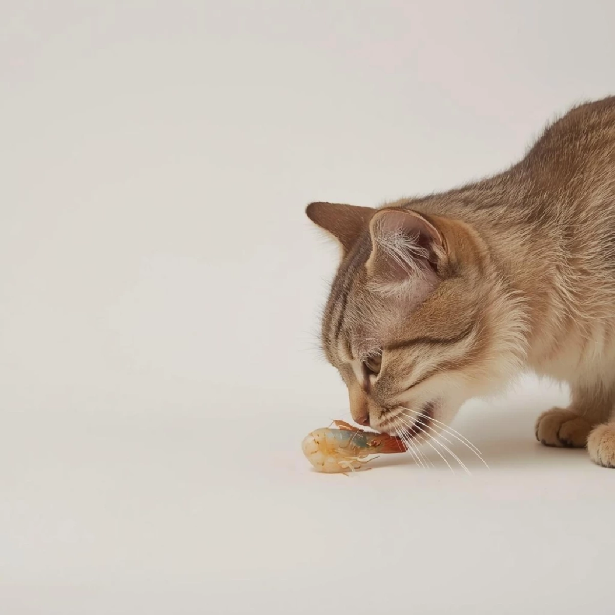 ทำไมแมวชอบกินกุ้ง? ประโยชน์และข้อควรระวังสำหรับเจ้าของแมว