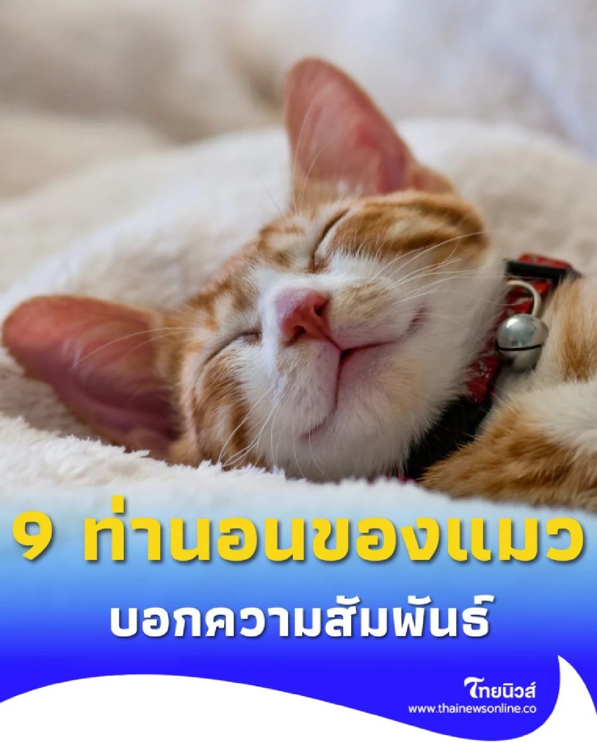 9 ท่านอนของแมว บ่งบอกความสัมพันธ์กับเจ้าของได้อย่างแม่นยำ