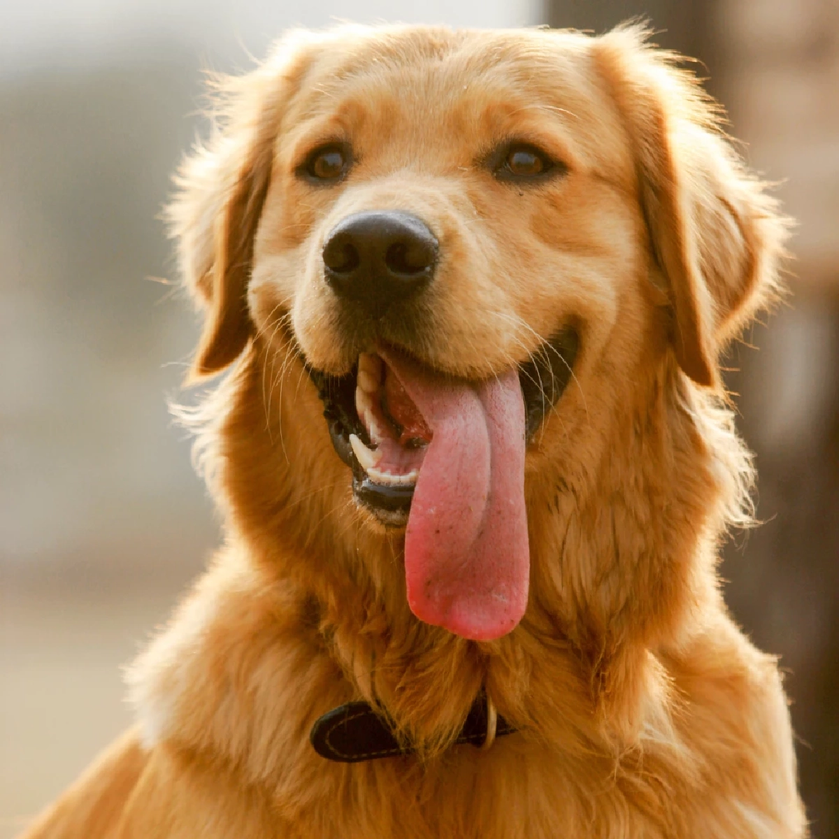 โกลเด้น รีทรีฟเวอร์ (Golden Retriever)