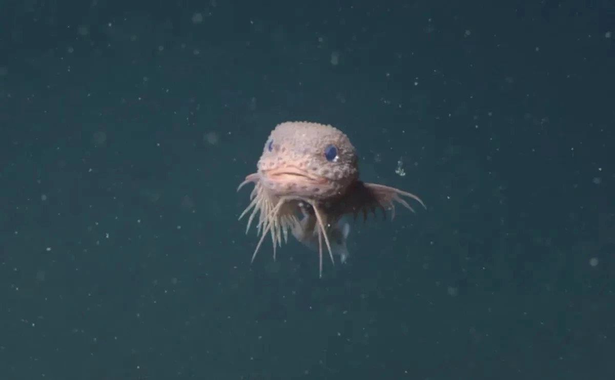 น่ารักเกินคาด ค้นพบปลาทะเลน้ำลึก “Bumpy Snailfish” สีชมพู