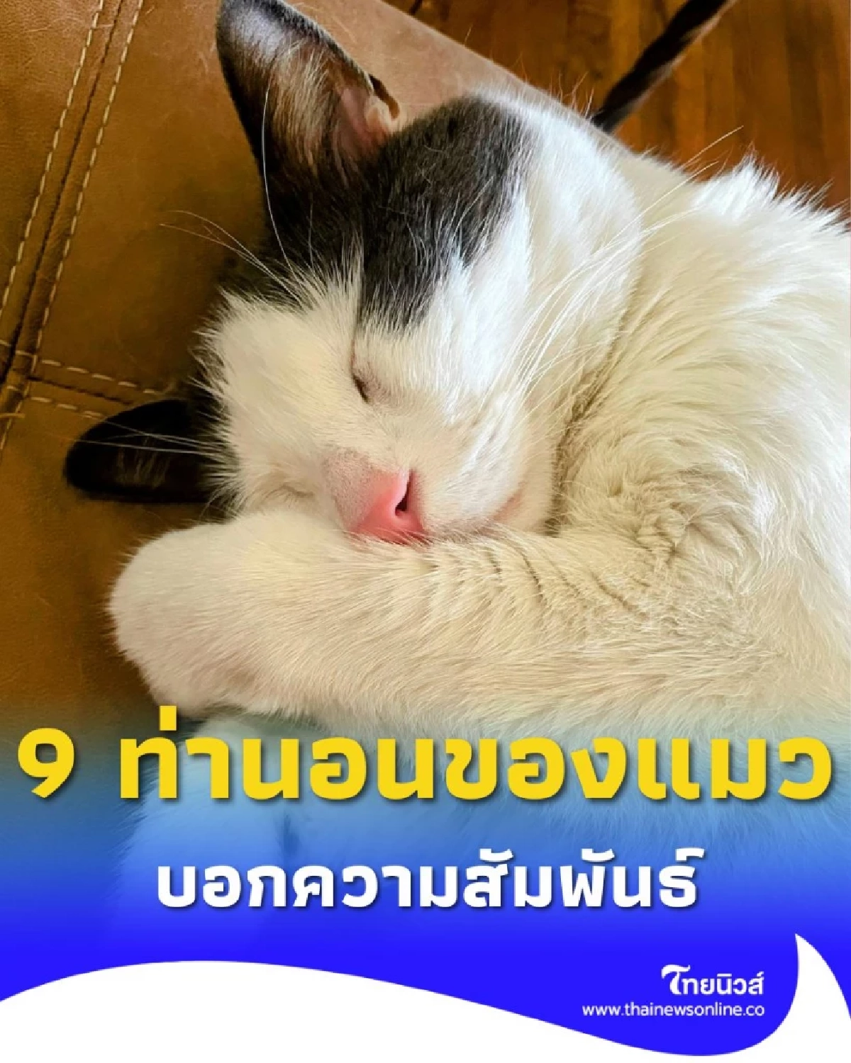 9 ท่านอนของแมว บ่งบอกความสัมพันธ์กับเจ้าของได้อย่างแม่นยำ