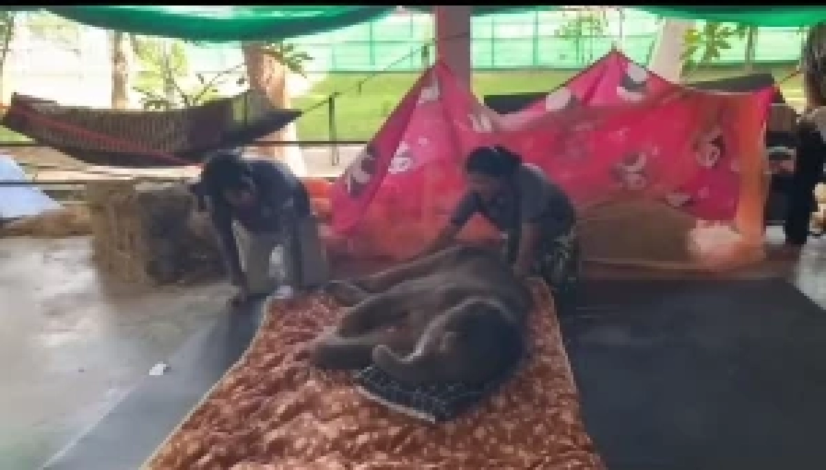 ทีมสัตวแพทย์เร่งฟื้นฟู “พังข้าวต้ม” ลูกช้างป่าพลัดหลง ด้วยกายภาพบำบัด