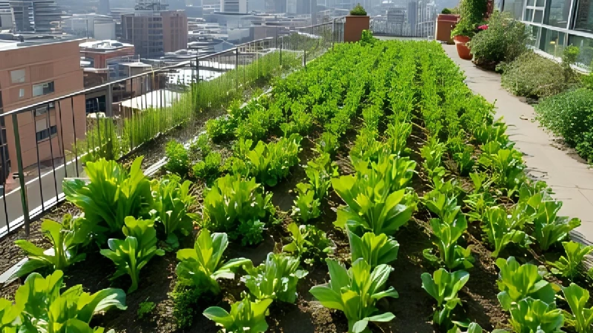 Urban Farming แนวใหม่ ปลูกผักบนดาดฟ้า เปลี่ยนเมืองเป็นฟาร์มในฝัน