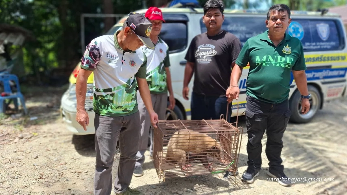 ช่วย “หมูหริ่ง” พลัดหลงกลางท่าศาลา สัตว์หายากใกล้สูญพันธุ์