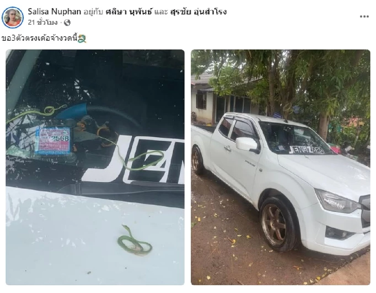 แห่ส่องทะเบียนรถ เลขที่บ้าน ลูกงูเขียว 9 ตัว หล่นจากต้นไม้ ตกใส่รถ
