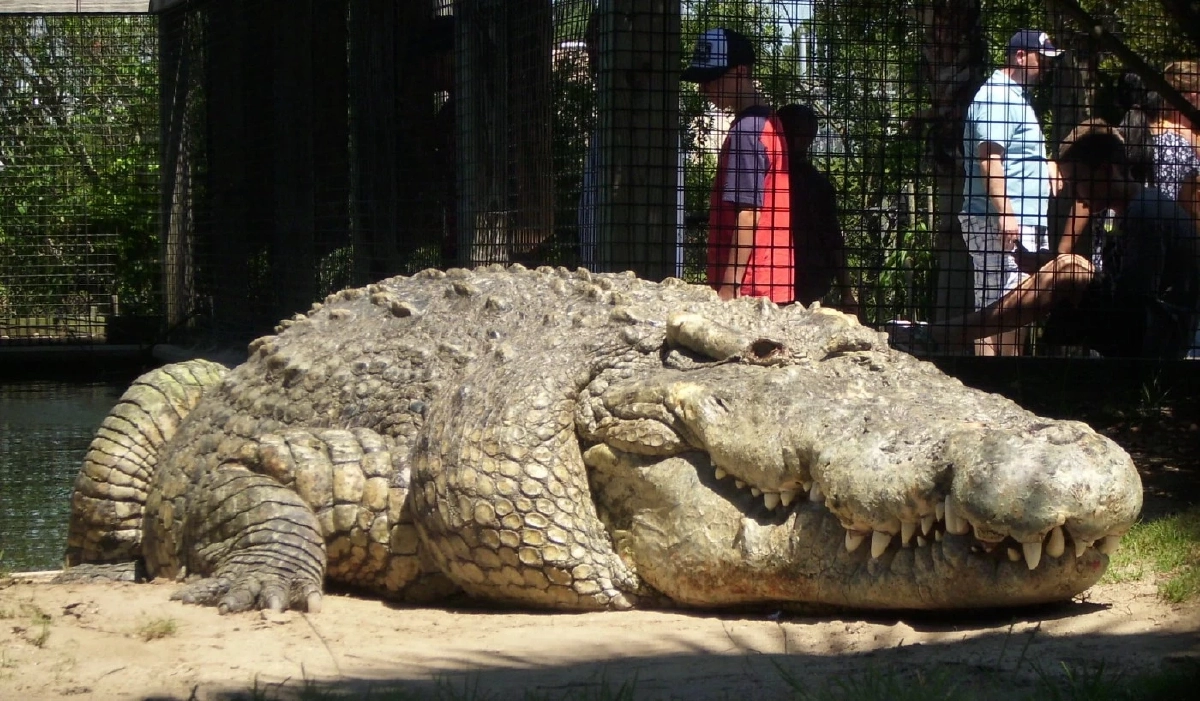 เศร้า \"เจ้าใหญ่\" King of Crocs กลับดาวจระเข้แล้ว ในวัย 61 ปี