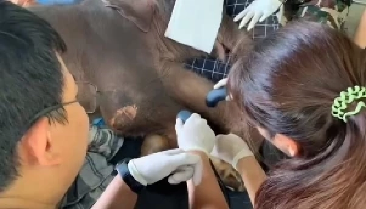 ทีมสัตวแพทย์เร่งฟื้นฟู “พังข้าวต้ม” ลูกช้างป่าพลัดหลง ด้วยกายภาพบำบัด