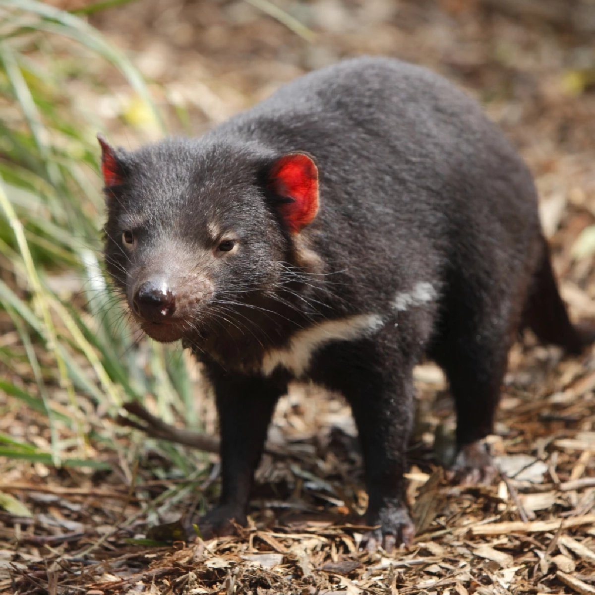เดวิลแทสเมเนียน (Tasmanian Devil)