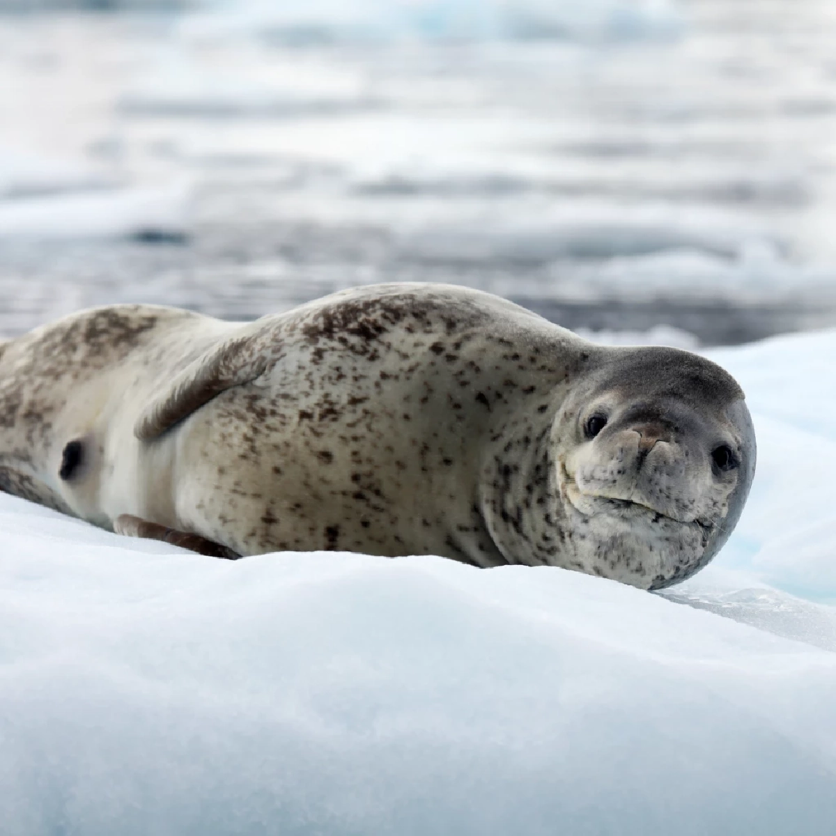 แมวน้ำเสือดาว (Leopard Seal)