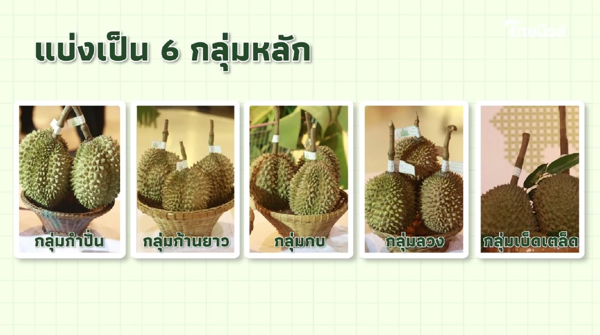 \"ทุเรียน\"ราชาแห่งผลไม้ไทย กับ รหัสลับ GI ที่โลกต้องรู้จัก