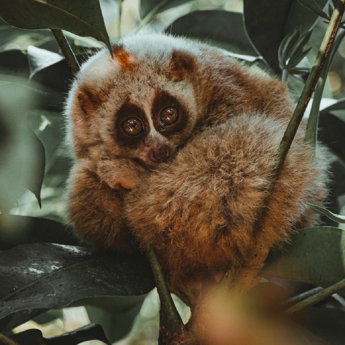 ลิงลม (Slow Loris)