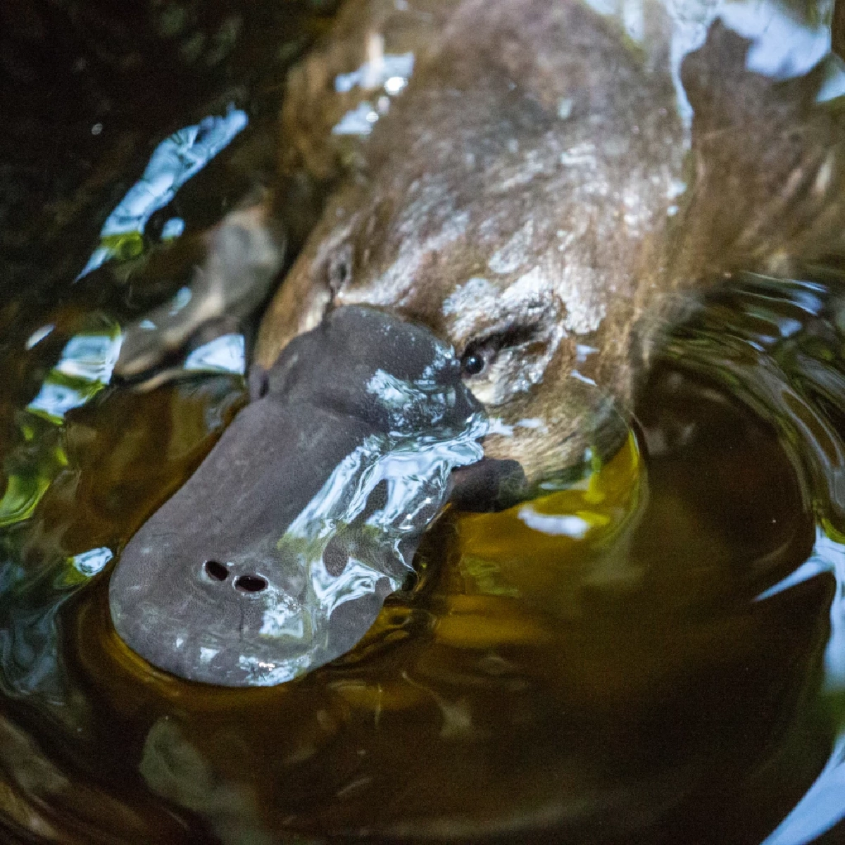 ตุ่นปากเป็ด (Platypus)