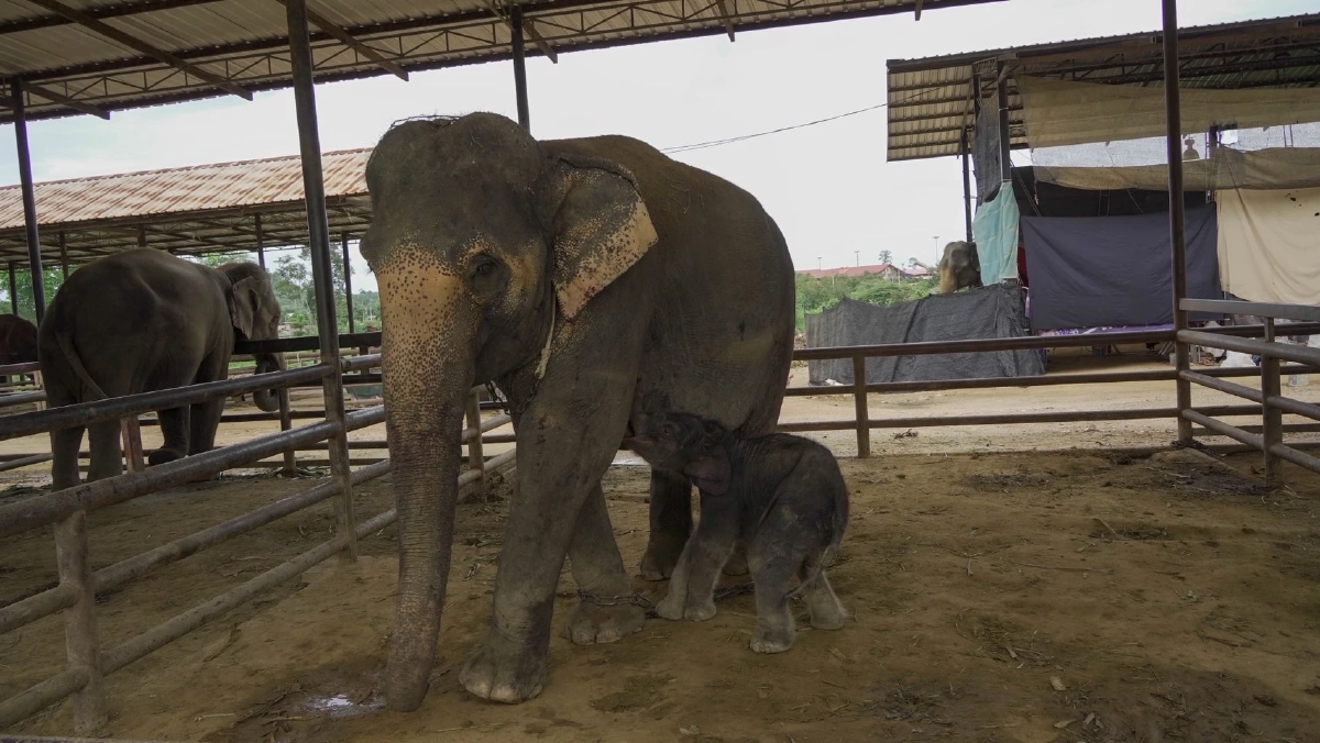 สวนนงนุชพัทยาส่งน้ำนมทองคำ ช่วยชีวิตน้องข้าวต้ม ลูกช้างป่าพลัดหลง