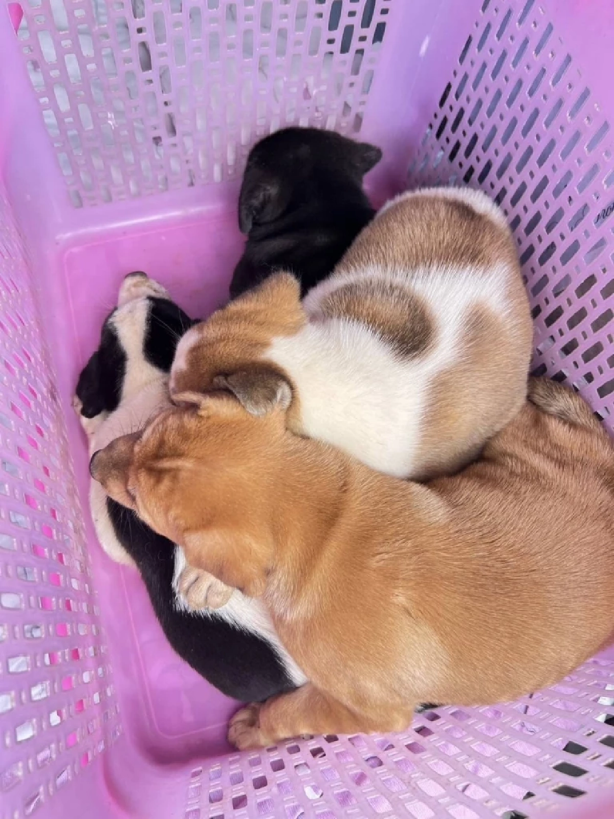 สะเทือนใจ! ลูกสุนัขถูกคว้านท้อง 3 ศพกลางป่ายาง เดอะโฮป เร่งล่าตัวผู้กระทำ