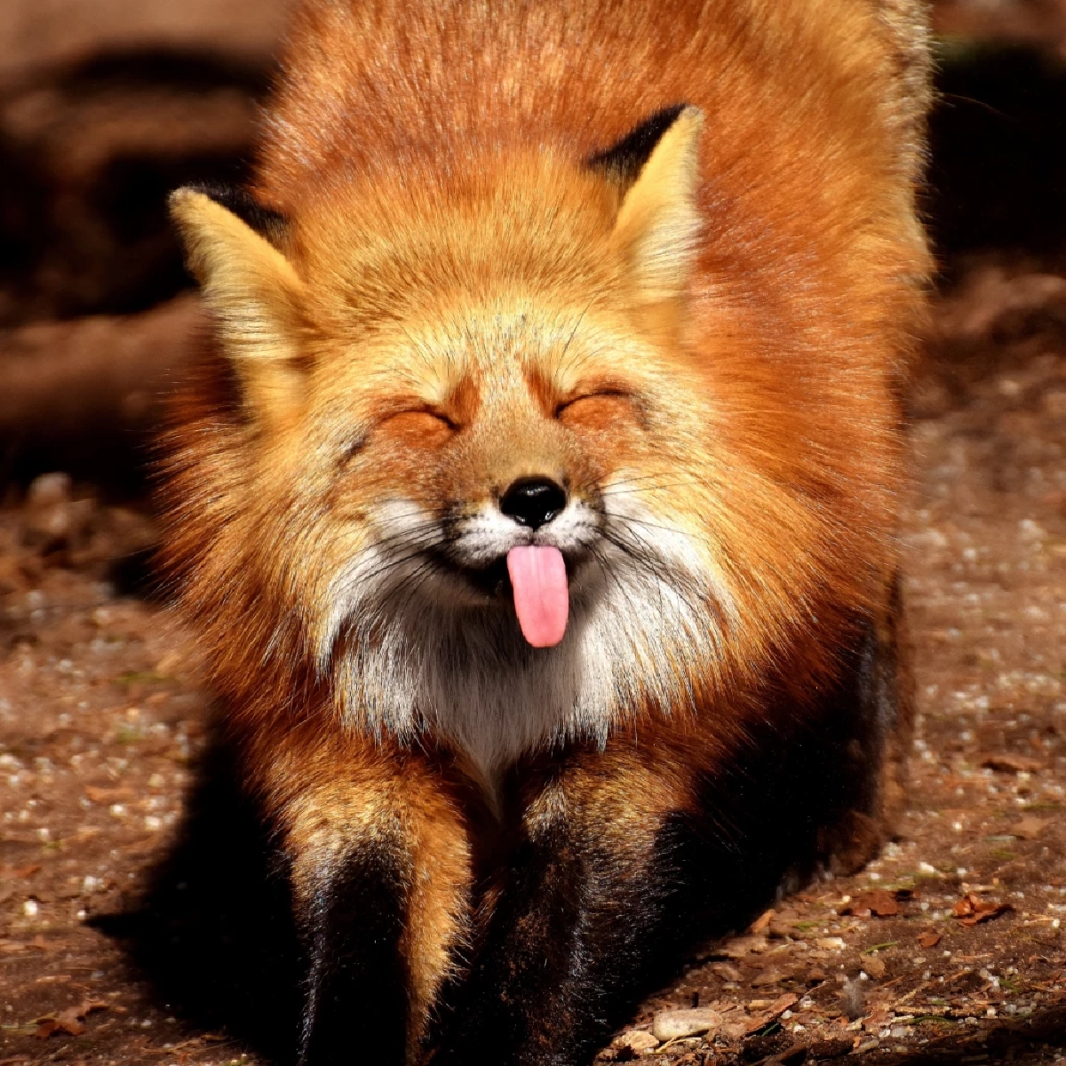 สุนัขจิ้งจอกแดง (Red Fox)