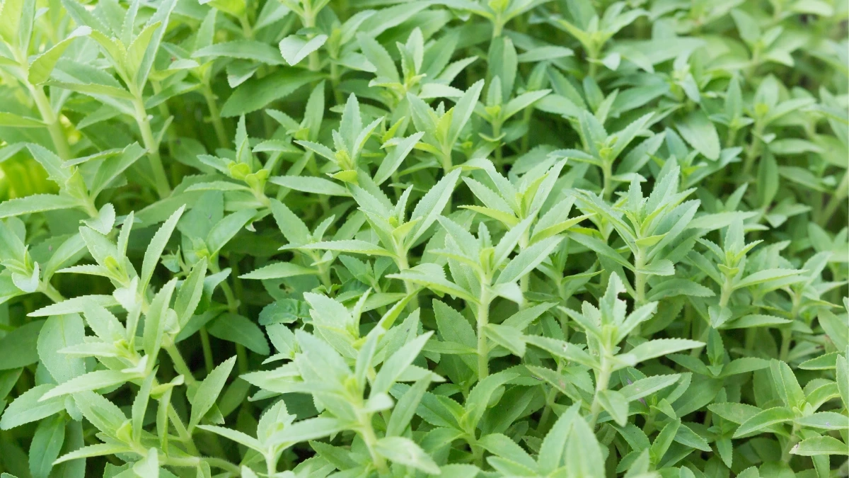 “ผักแขยง” สมุนไพรพื้นบ้าน กลิ่นแรงแต่มีประโยชน์เพียบ