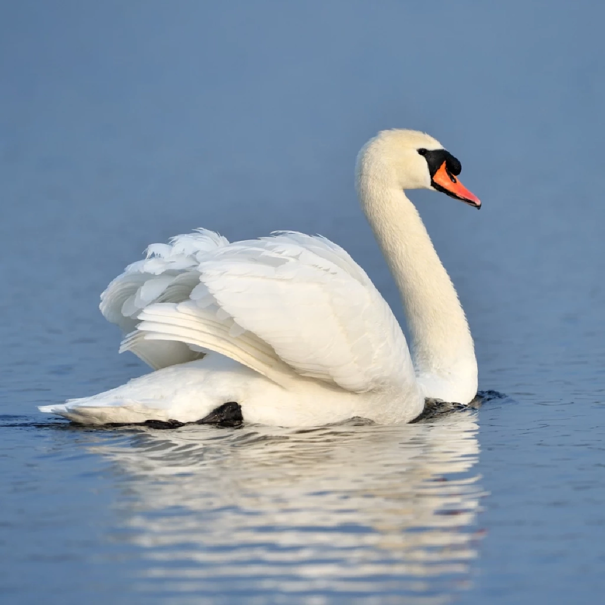 หงส์ (Swan)