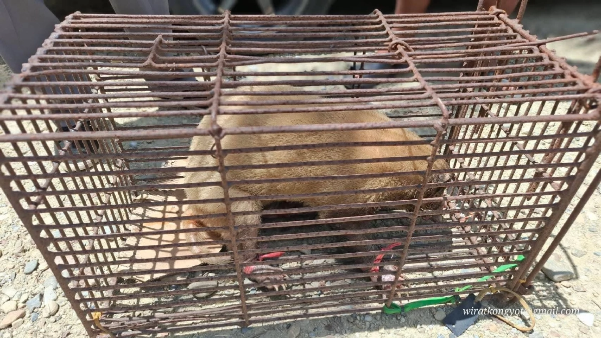 ช่วย “หมูหริ่ง” พลัดหลงกลางท่าศาลา สัตว์หายากใกล้สูญพันธุ์