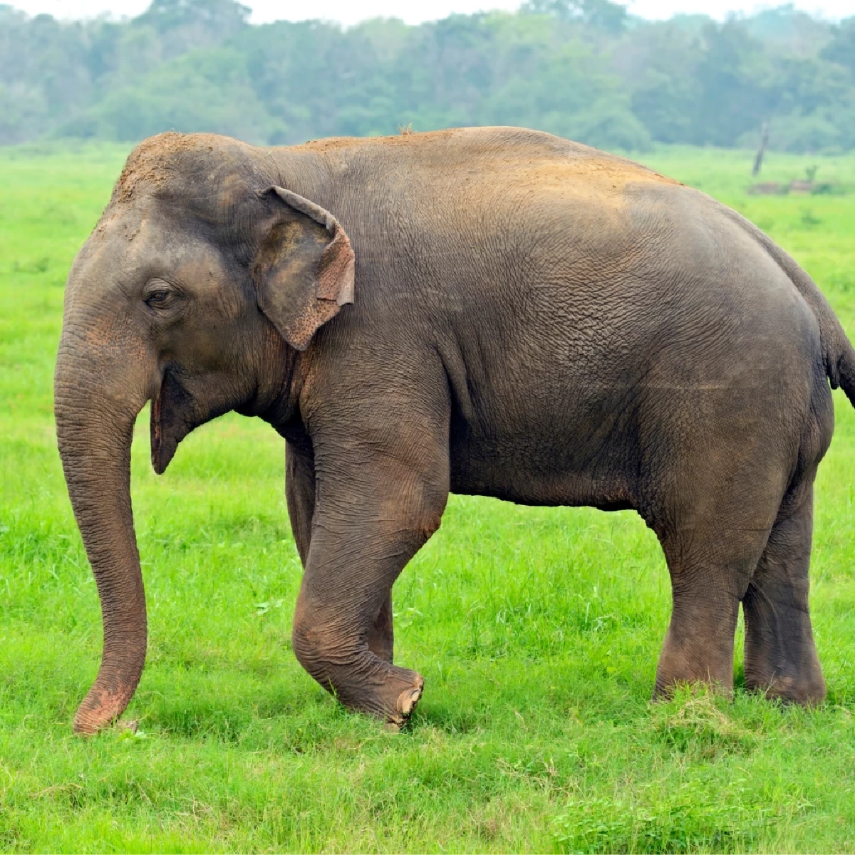 ช้าง (Elephant)