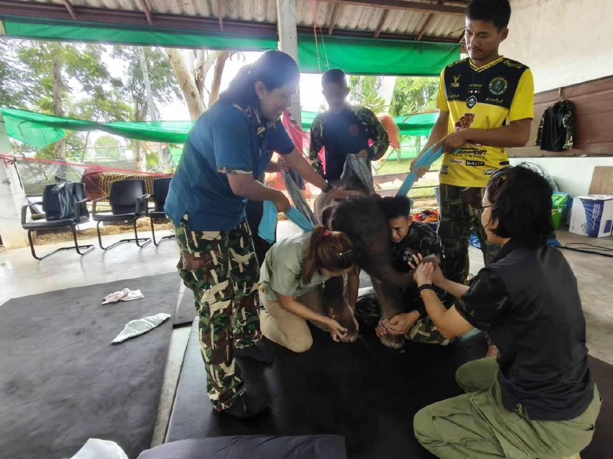 อัปเดตอาการ &quot;พังข้าวต้ม&quot; ลูกช้างป่าพลัดหลง สุขภาพดีขึ้น ค่าตับ-ไตยังสูง