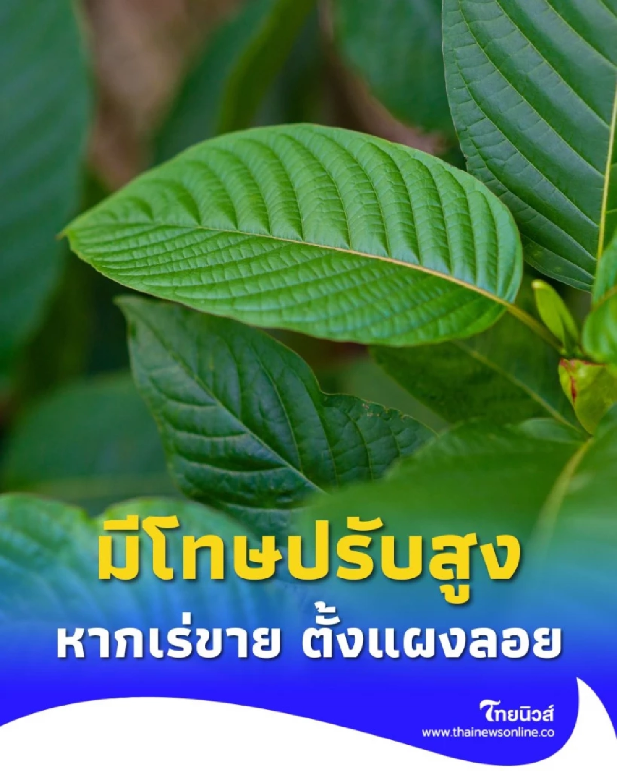ห้ามเด็ดขาด เร่ขาย ใบกระท่อม-น้ำกระท่อม ฝ่าฝืนปรับหนักหลายหมื่น