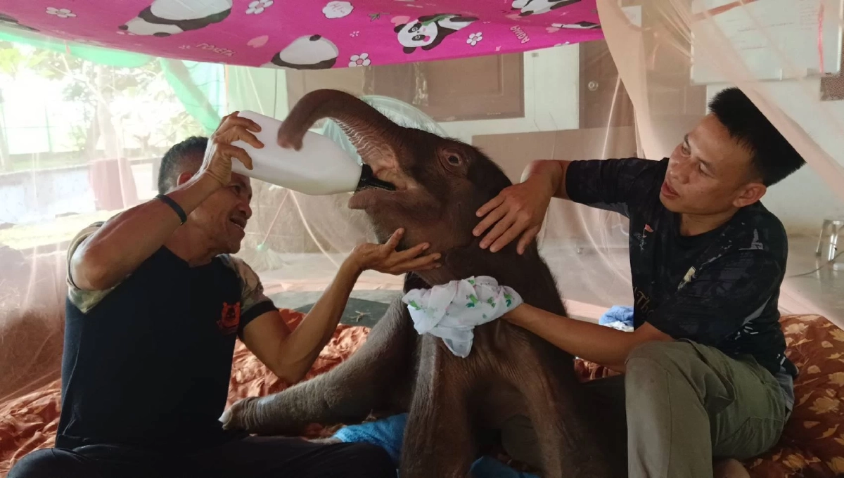 กรมอุทยานฯ อัปเดตอาการ &quot;พังข้าวต้ม&quot; ลูกช้างป่าพลัดหลง ชี้ &quot;การสลัดลูก&quot; เป็นธรรมชาติของช้างป่า