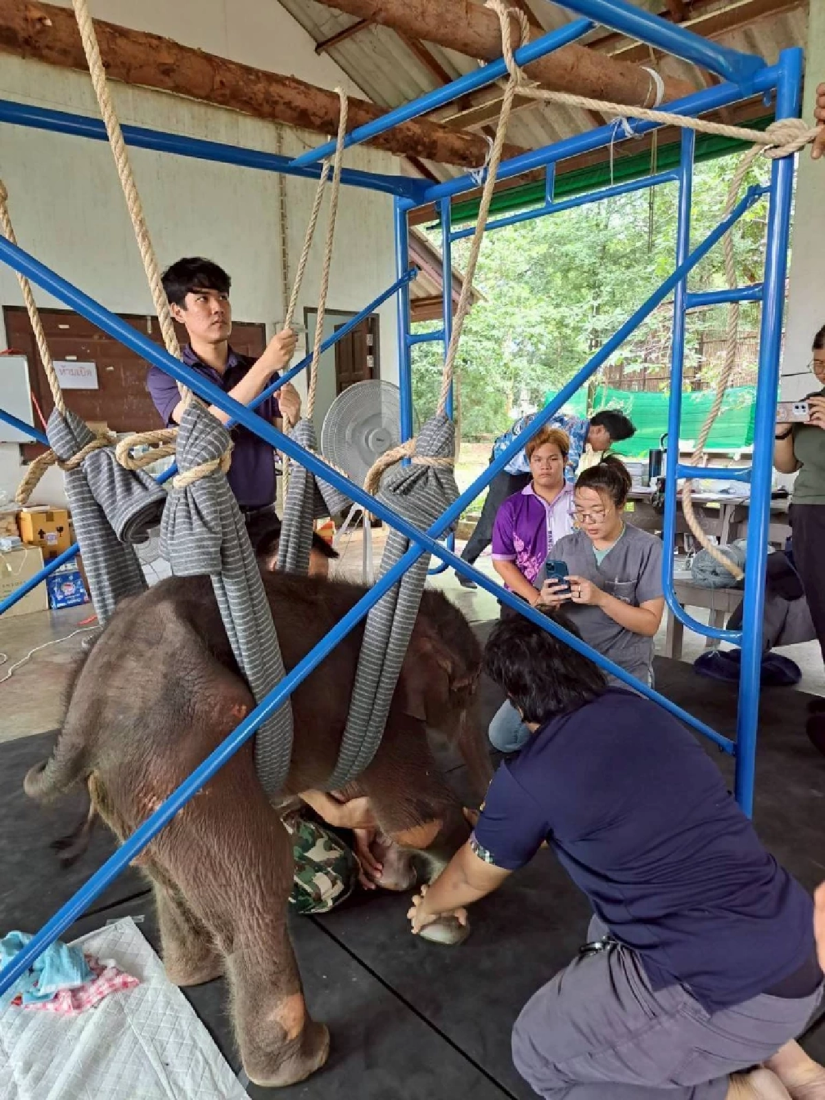 อัปเดตอาการลูกช้างป่า &quot;พังข้าวต้ม&quot; ศูนย์บึงฉวากเผยฟื้นตัวต่อเนื่อง