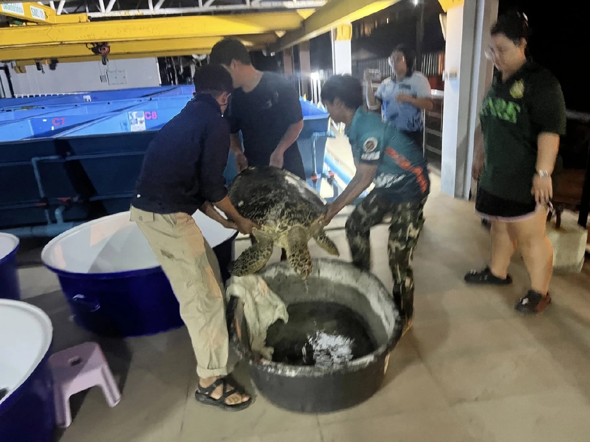อุทยานแหลมสนพบ &quot;เต่าตนุ&quot; ป่วย เร่งส่งศูนย์วิจัยรักษา