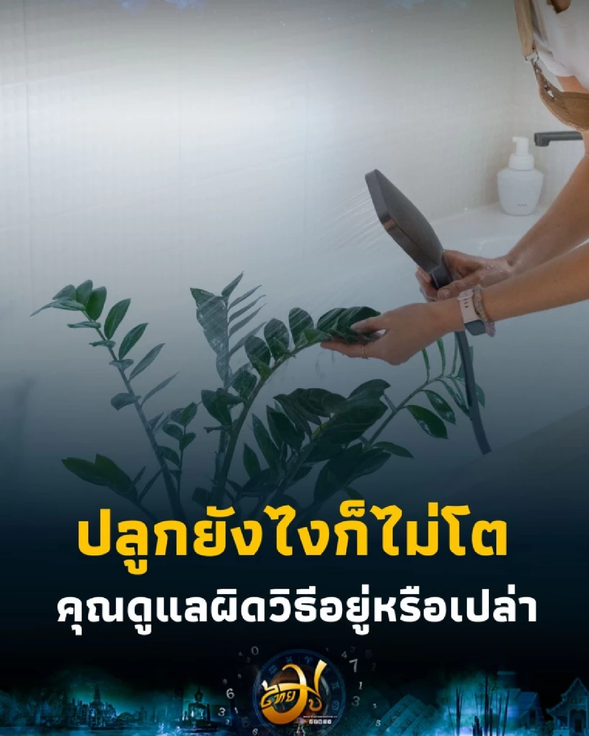 ทำไมต้นไม้มงคลที่บ้านถึงไม่โต มี 3 เคล็ดลับวิธีดูแลที่ถูกต้อง