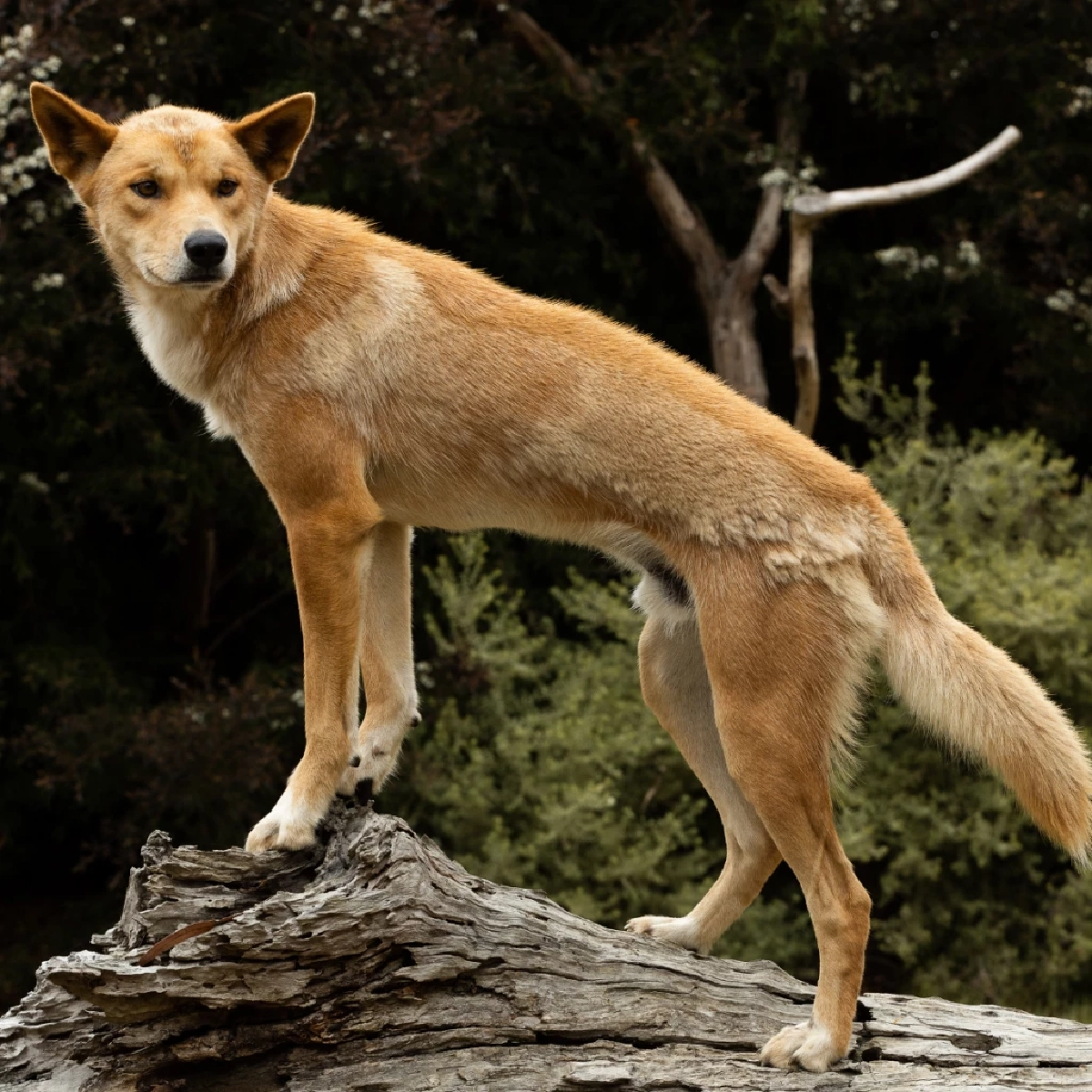 ดิงโก (Dingo)