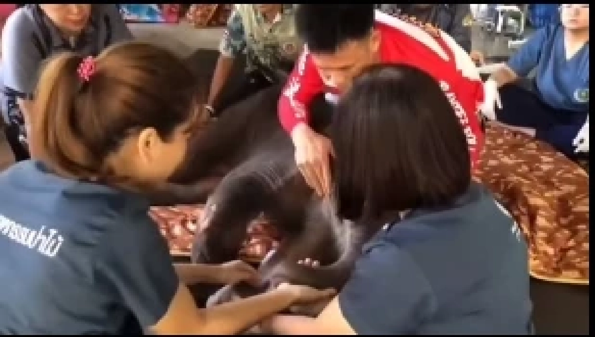 ทีมสัตวแพทย์เร่งฟื้นฟู “พังข้าวต้ม” ลูกช้างป่าพลัดหลง ด้วยกายภาพบำบัด