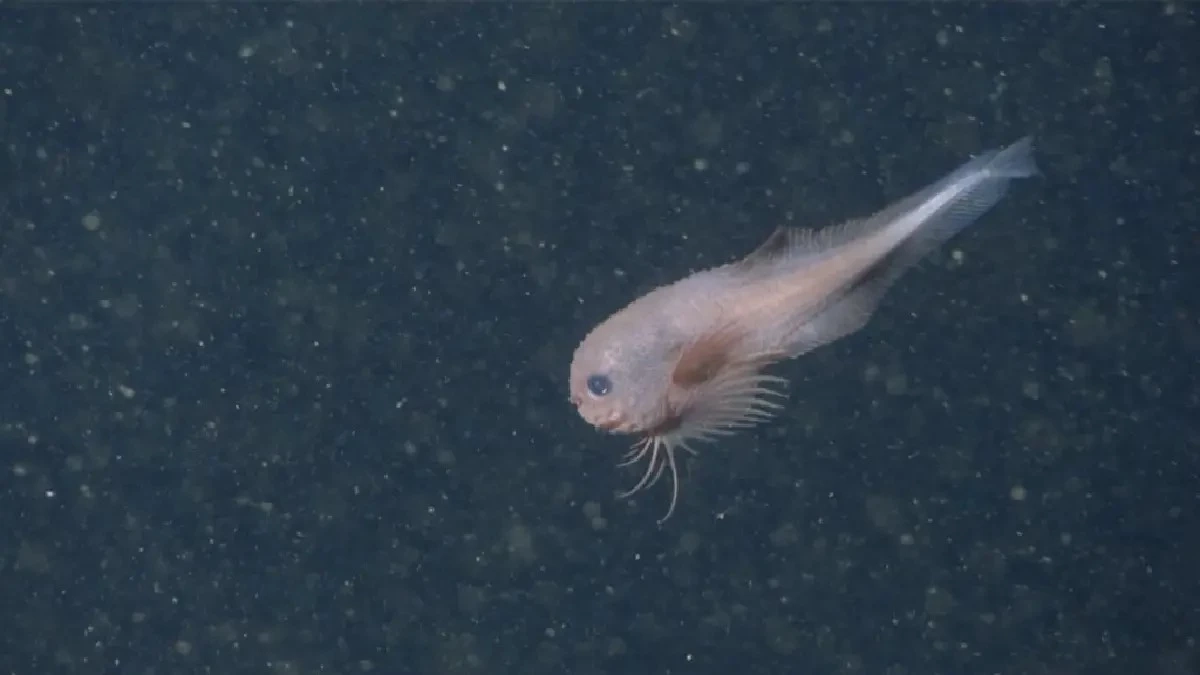 น่ารักเกินคาด ค้นพบปลาทะเลน้ำลึก “Bumpy Snailfish” สีชมพู