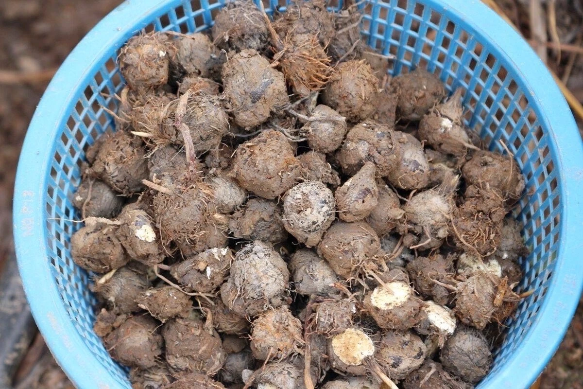 แป้งแห้วนาหนองกุลาพิษณุโลก คว้า GI สืบสานภูมิปัญญา 130 ปี