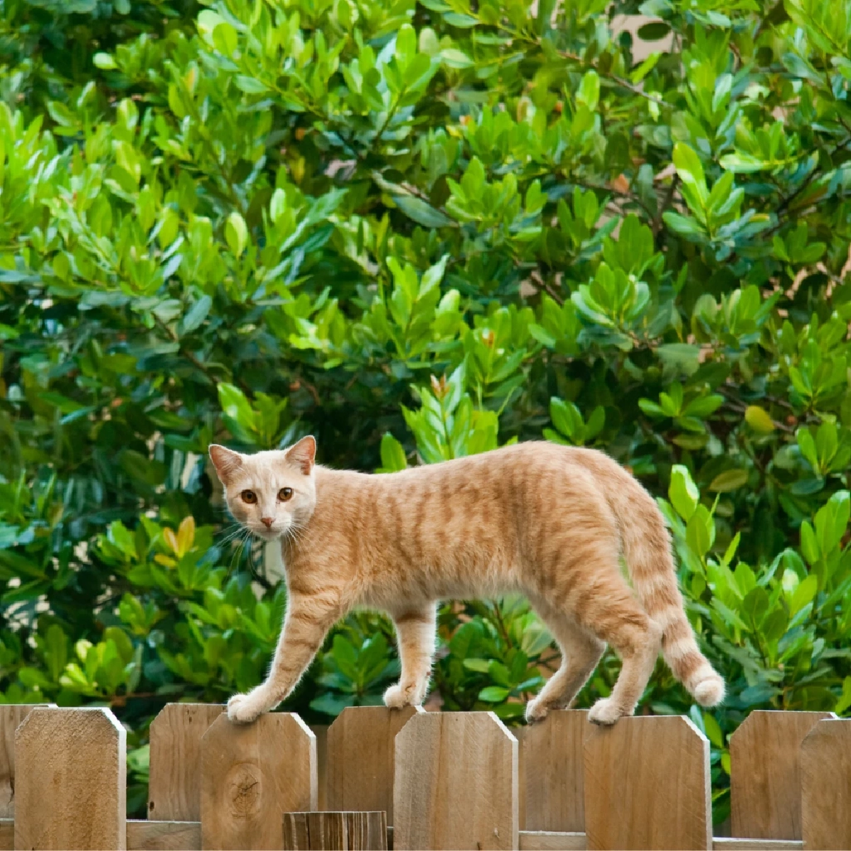 สัญชาตญาณการหาทางกลับบ้าน (Homing Instinct) กลไกการนำทางของสัตว์