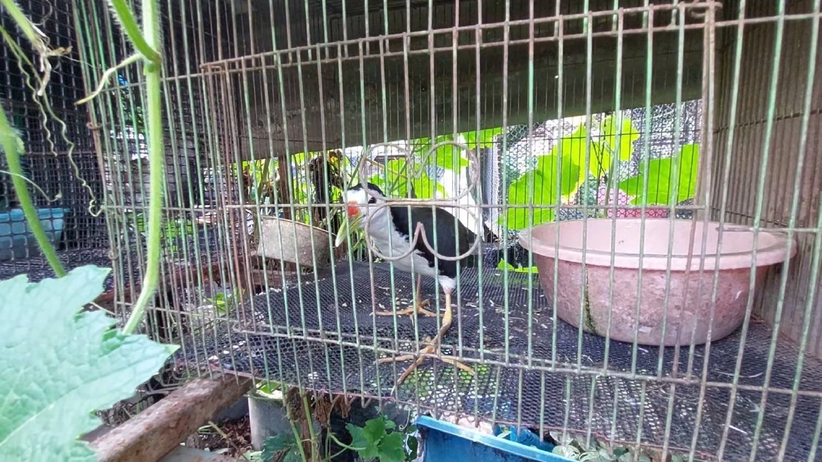 รวบพ่อค้านกป่าคุ้มครอง ยึดนกอีลุ้ม–นกกวัก–นกเขาไฟ เกือบ 30 ตัว
