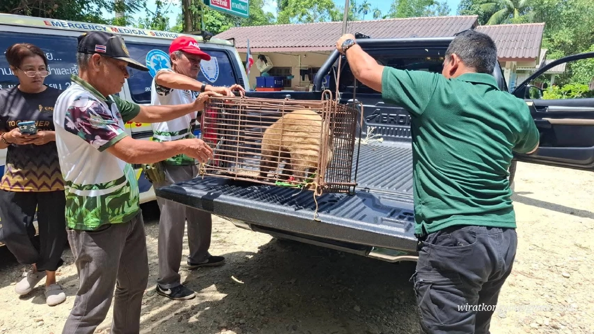 ช่วย “หมูหริ่ง” พลัดหลงกลางท่าศาลา สัตว์หายากใกล้สูญพันธุ์