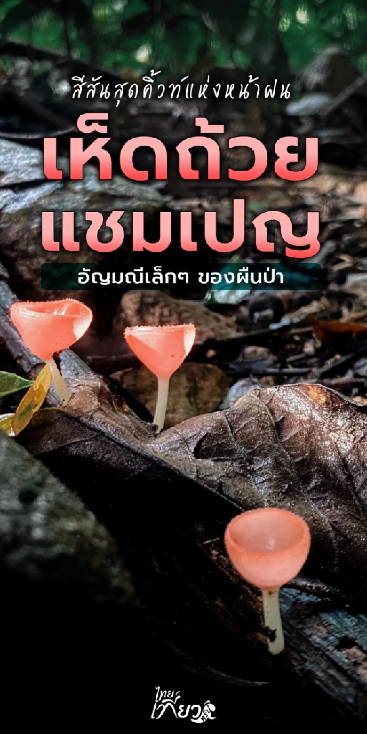 เห็ดแชมเปญ สีสันสุดคิ้วท์แห่งหน้าฝน อัญมณีเล็กๆของผืนป่า