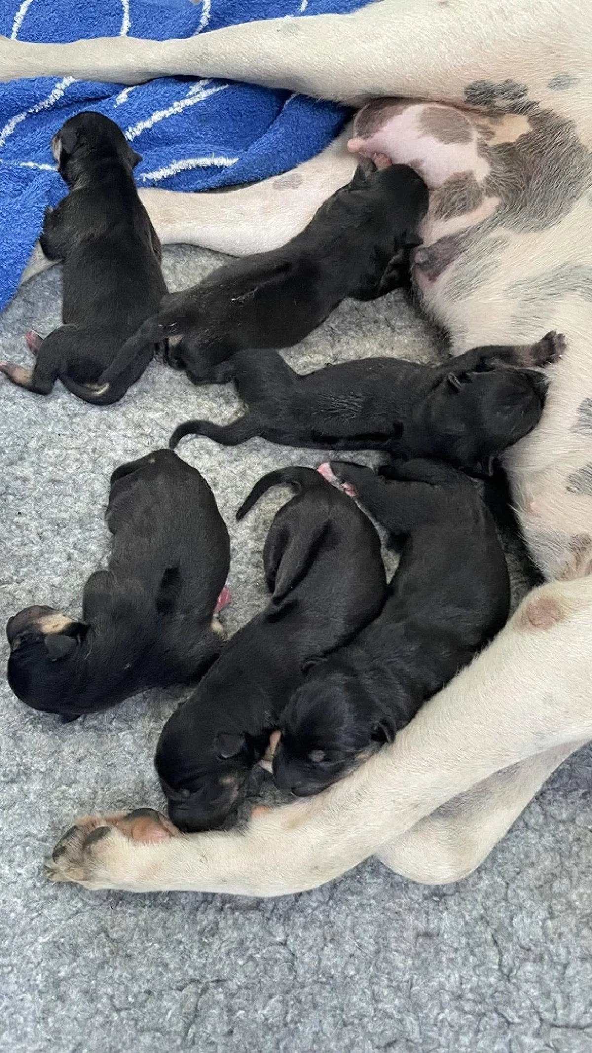 สาวตกใจ เจอสุนัขจรคลอดลูก 6 ตัวหน้าบ้าน ก่อนบอกเลขบ้านไม่กั๊ก