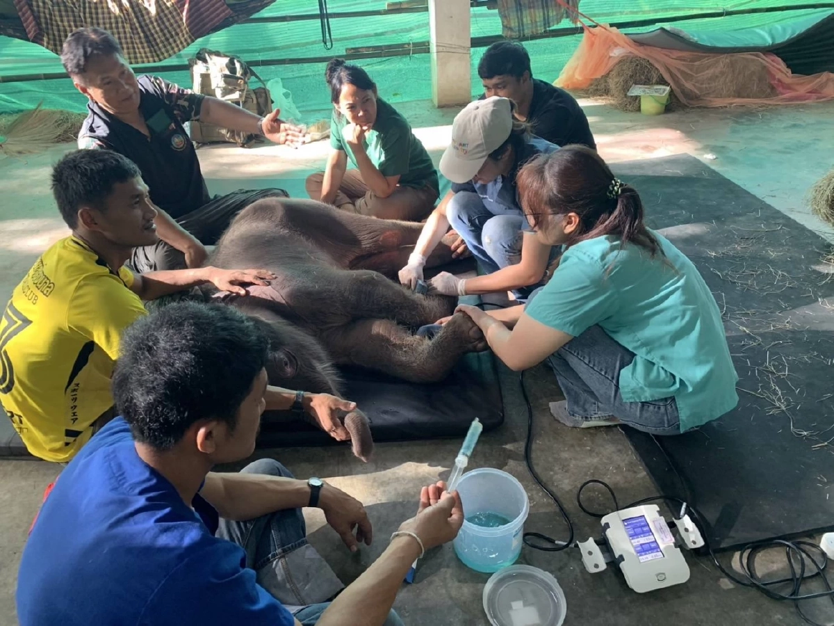 ทีมสัตวแพทย์เร่งช่วย &quot;พังข้าวต้ม&quot; ลูกช้างป่าพลัดหลงกาญจนบุรี พบภาวะผิดปกติแต่กำเนิด