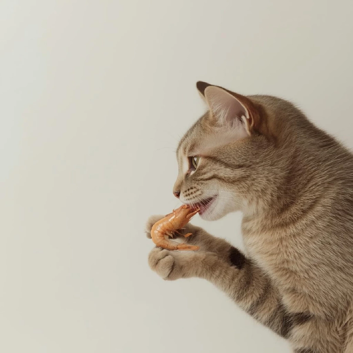 ทำไมแมวชอบกินกุ้ง? ประโยชน์และข้อควรระวังสำหรับเจ้าของแมว