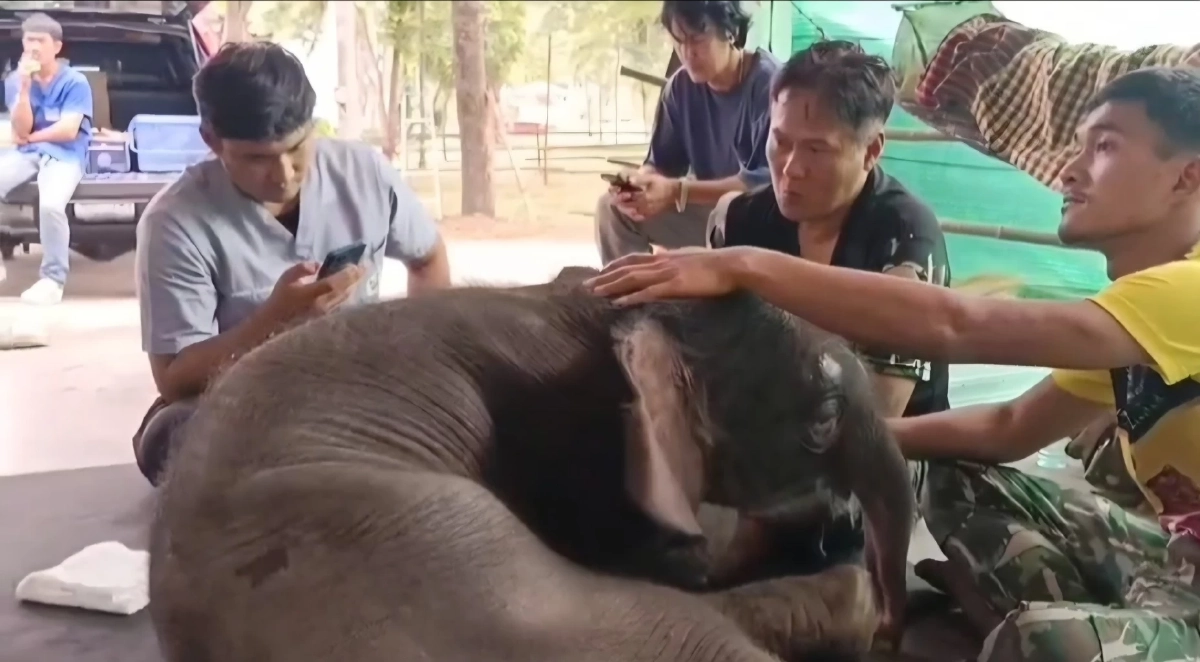 ทีมสัตวแพทย์เร่งช่วย &quot;พังข้าวต้ม&quot; ลูกช้างป่าพลัดหลงกาญจนบุรี พบภาวะผิดปกติแต่กำเนิด