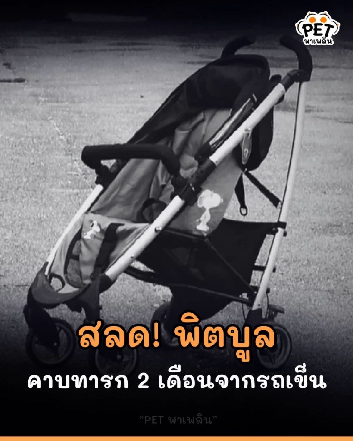 สลด! พิตบูล 2 ปี คาบทารก 2 เดือนจากรถเข็น ลากไปทิ้งรางน้ำ