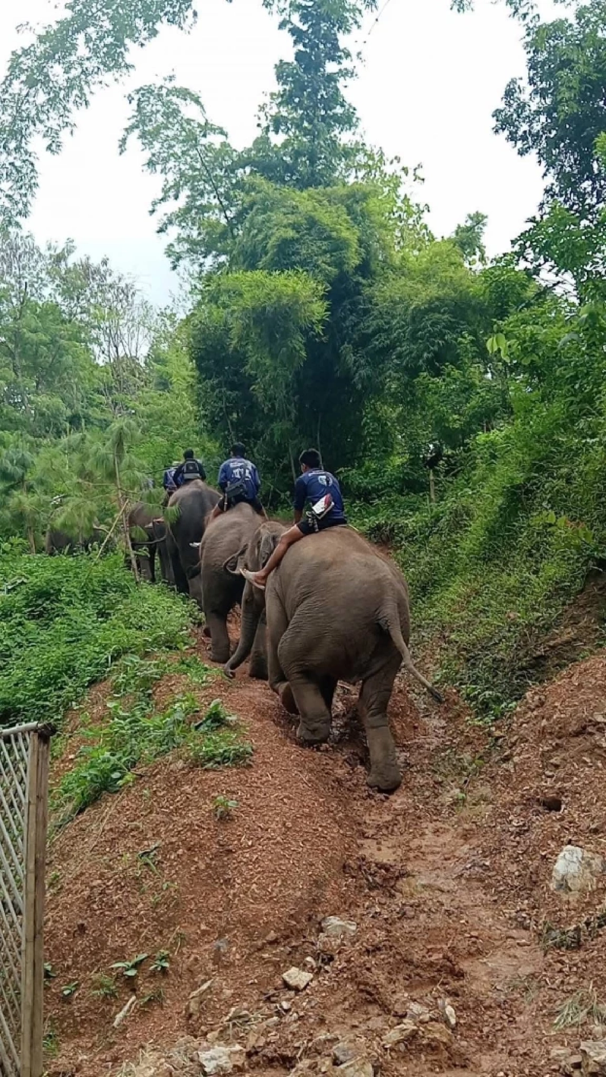 อพยพด่วน ช้างตระกูลแสน ขึ้นที่สูงเซฟทุกชีวิตก่อนน้ำมา