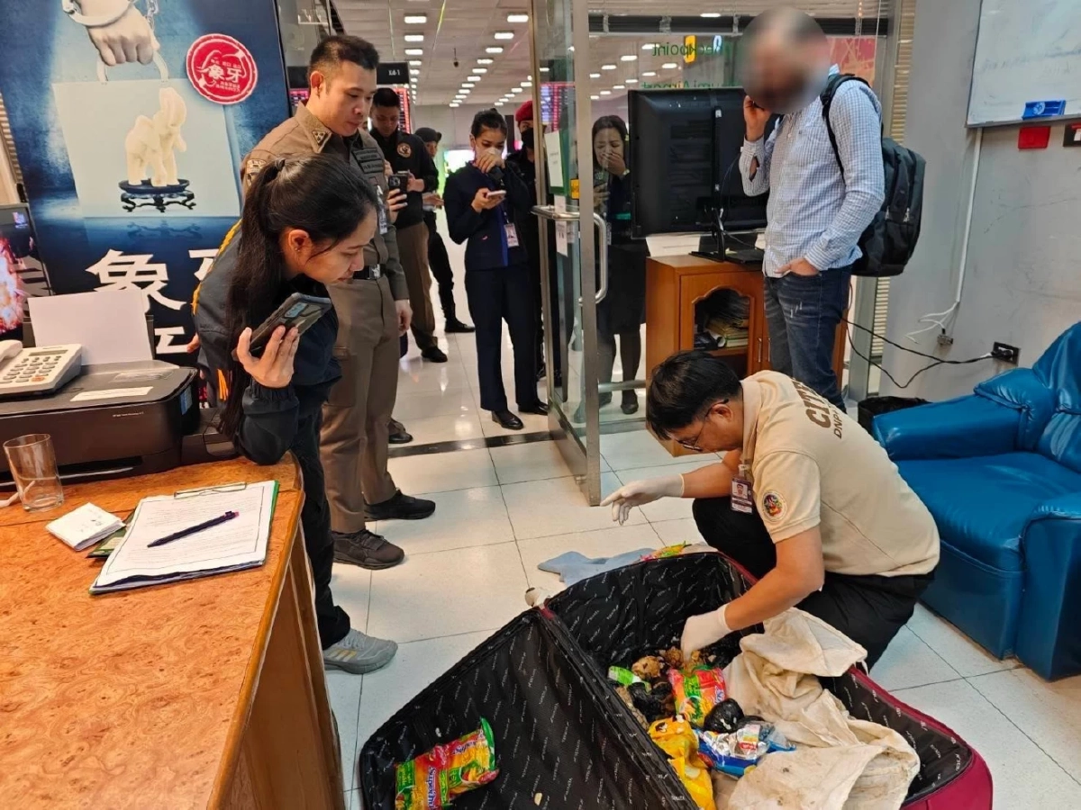 ขบวนการค้าสัตว์ป่าแตก! ยึดเต่าอียิปต์มีชีวิตเกือบ 200 ตัว