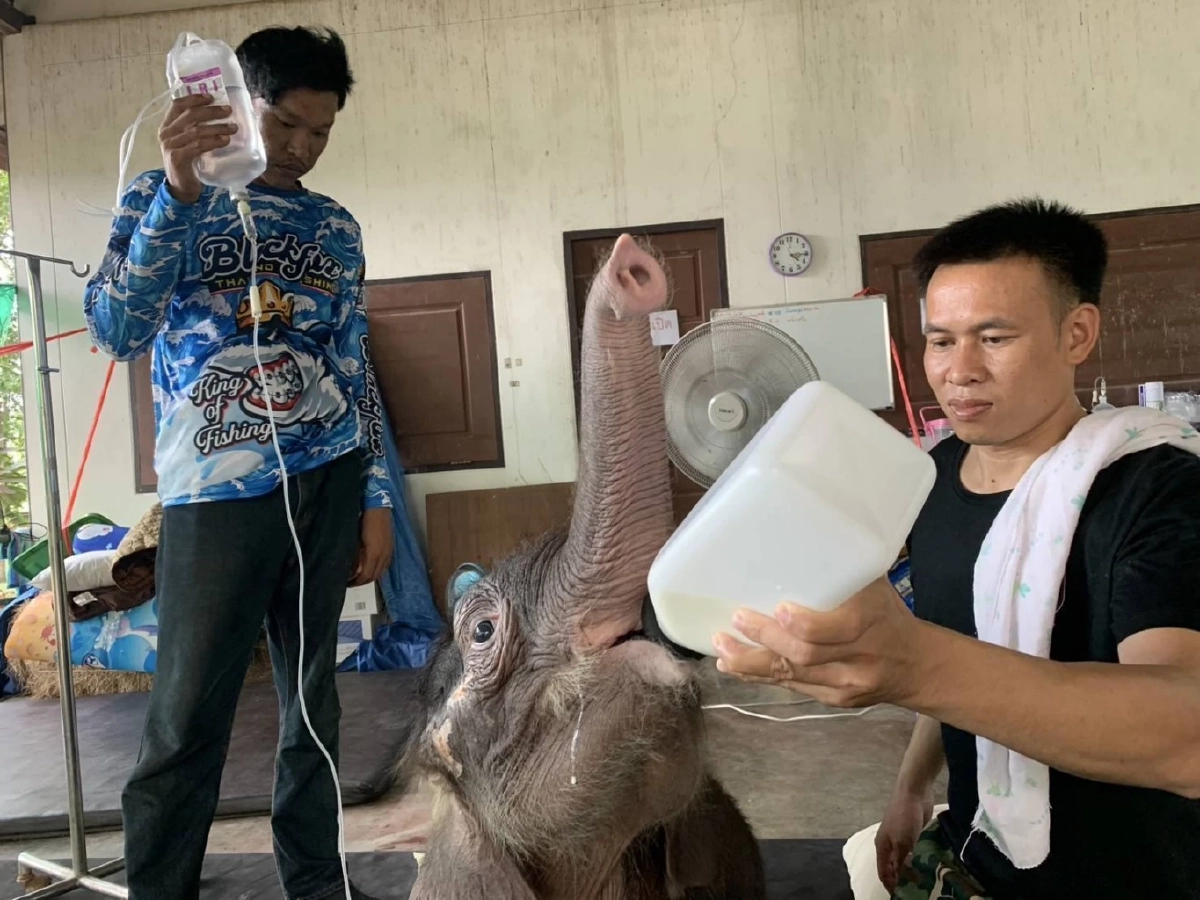 อัปเดตอาการลูกช้างป่า &quot;พังข้าวต้ม&quot; ศูนย์บึงฉวากเผยฟื้นตัวต่อเนื่อง